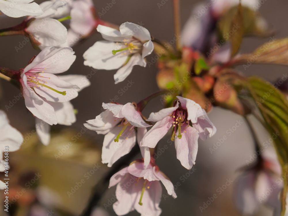 Obraz premium blossom in spring