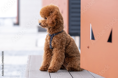 Beautiful little brown poodle dog in a harness. Miniature poodle pet puppy on a walk in the street.