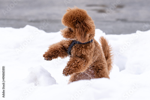 Beautiful little brown poodle dog in a harness. Playful miniature poodle pet puppy.