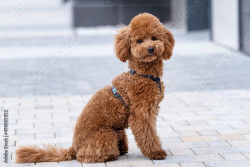 Beautiful little brown poodle dog in a harness. Miniature poodle pet puppy on a walk in the street.