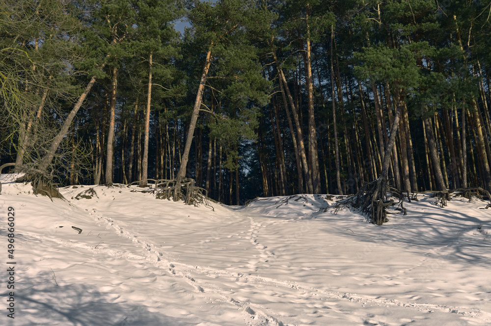 Traces of people are clearly visible on the snow-covered slope, a pine grove grows on top of the hill, many tall trees, a beautiful winter landscape