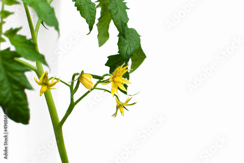 yellow tomato flower on a light background