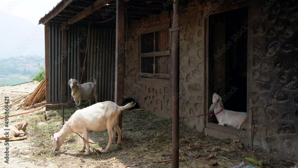 Some goats relaxing in the shade of the barn. Some goats relaxing in the shade of the barn.