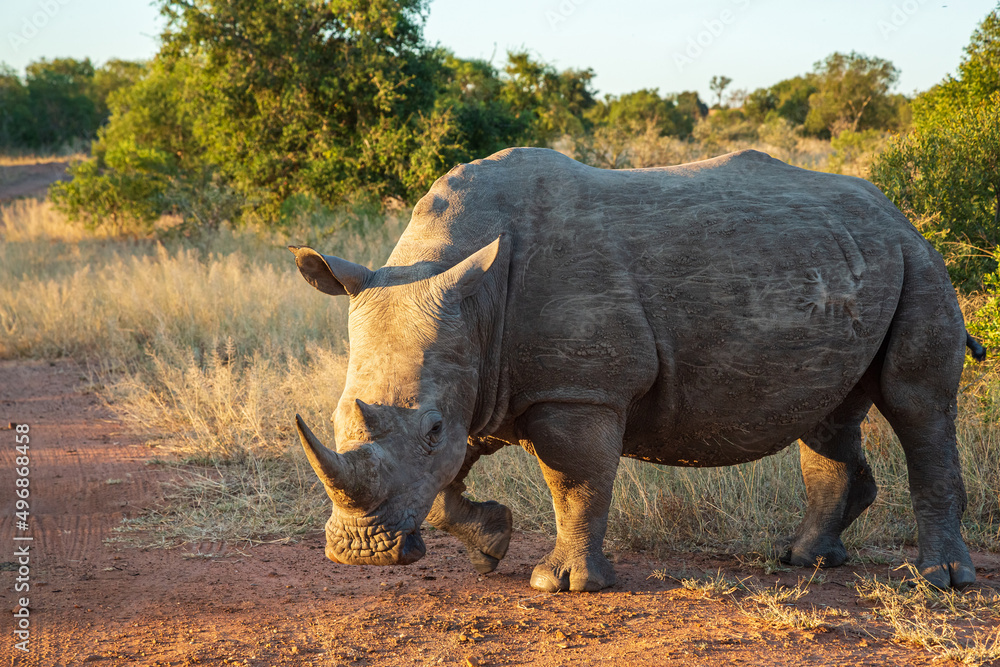 Fototapeta premium White rhino Ceratotherium simum at Mkhaya Game Reserve, Eswatini