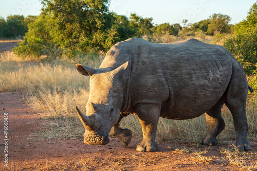 White rhino Ceratotherium simum at Mkhaya Game Reserve, Eswatini photo