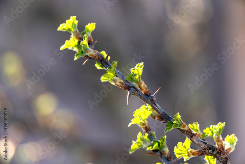 Pierwsze listki krzewu agrestu mieniące się w słońcu, wiosna, krzak agrestu, młode listki, ładnie oświetlone