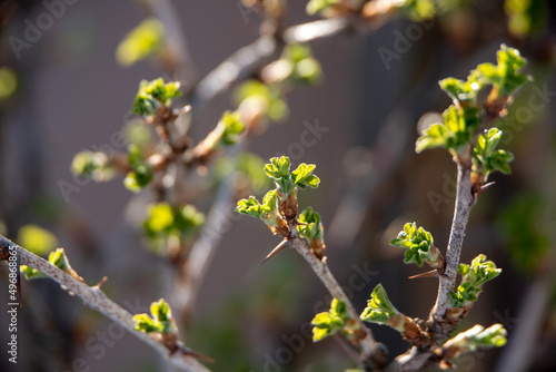 Pierwsze listki krzewu agrestu mieniące się w słońcu, wiosna, krzak agrestu, młode listki, ładnie oświetlone photo