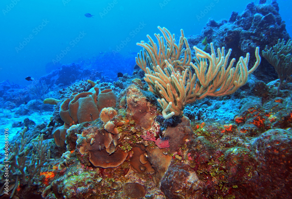 custom made wallpaper toronto digitalBlack Sea Rod in Caribbean Sea near Cozumel Island, Mexico