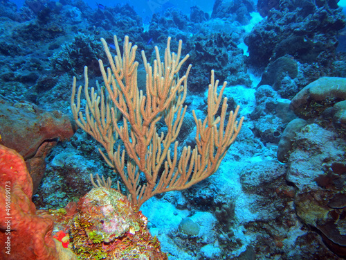 Black Sea Rod in Caribbean Sea near Cozumel Island, Mexico