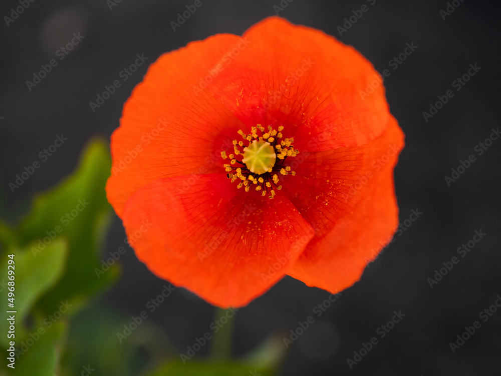 Macro photography of a red poppy growing on the asphalt with some green leaves in the background. Macro photography of a red poppy growing on the asphalt with some green leaves in the background.