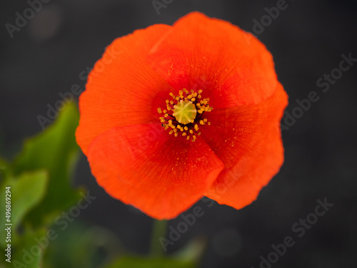 Macro photography of a red poppy growing on the asphalt with some green leaves in the background.
