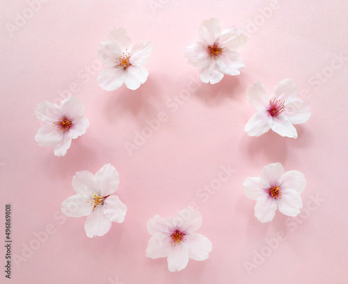 7つの桜の花の輪