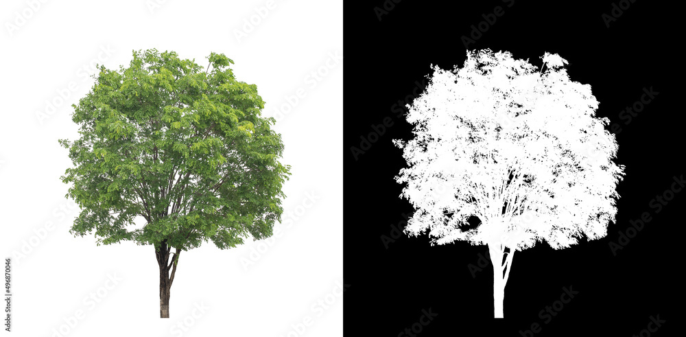 Fototapeta Tree on transparent picture background with clipping path, single tree with clipping path and alpha channel on black background