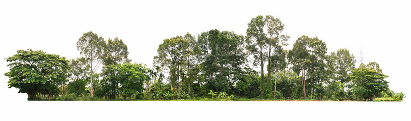 group green tree isolate on white background