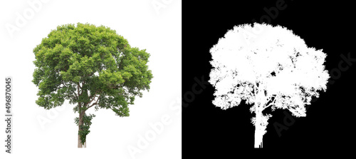 Tree on transparent picture background with clipping path, single tree with clipping path and alpha channel on black background