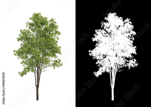 Tree on transparent picture background with clipping path, single tree with clipping path and alpha channel on black background