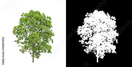 Tree on transparent picture background with clipping path  single tree with clipping path and alpha channel on black background