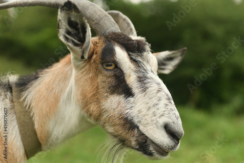 Portrait of a brown goat in a farm