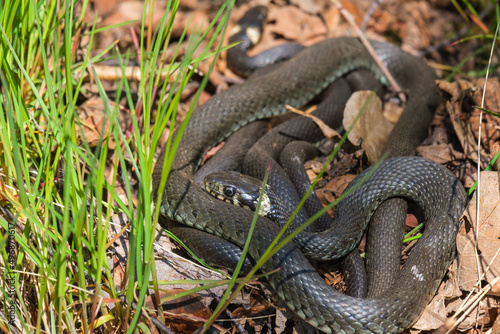 Grass snakes raising the body temperature in the sun