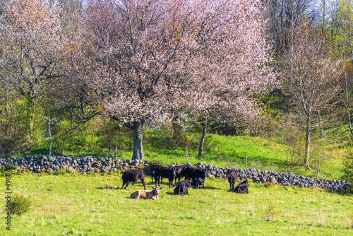 Cattle on a meadow with blossom cherry trees