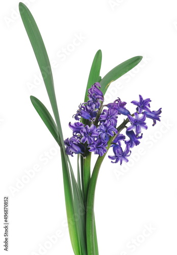 Blooming blue hyacinth  spring flowers isolated on white 