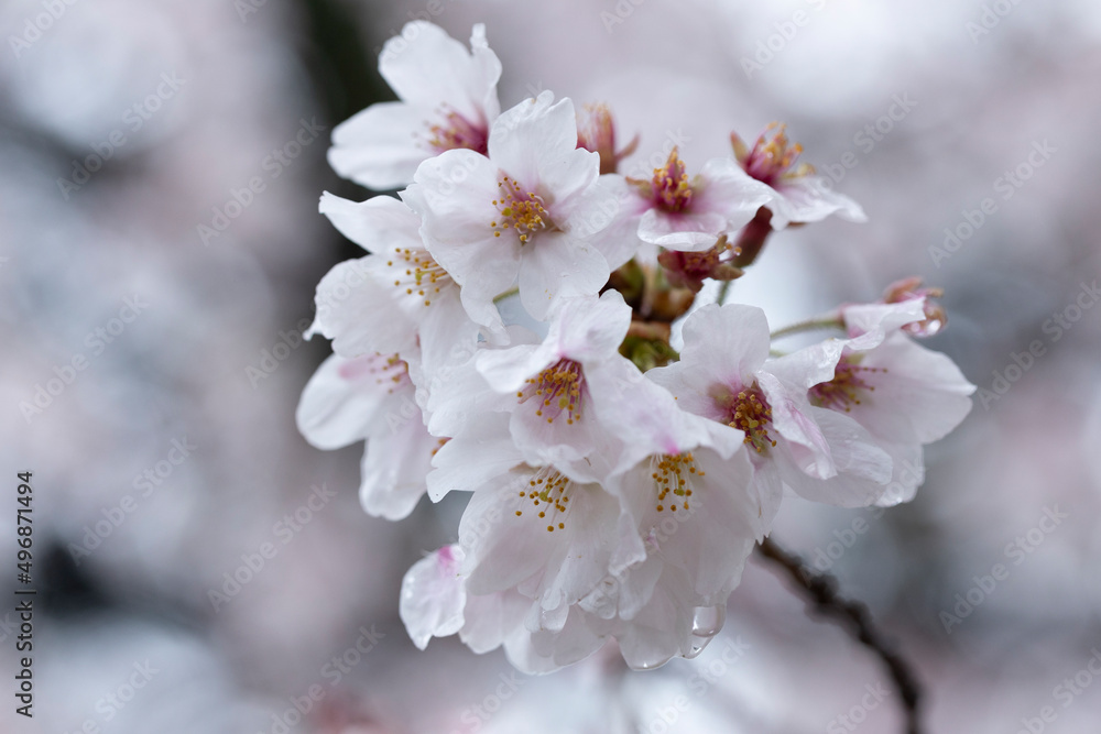 Fototapeta premium 桜