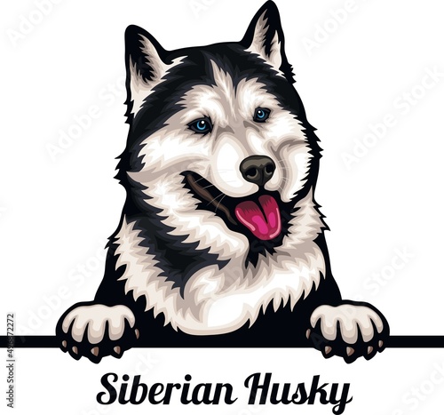 Siberian Husky - Color Peeking Dogs - breed face head isolated on white