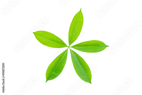 Green leaves isolated white background with clipping path. © NOPPHINAN