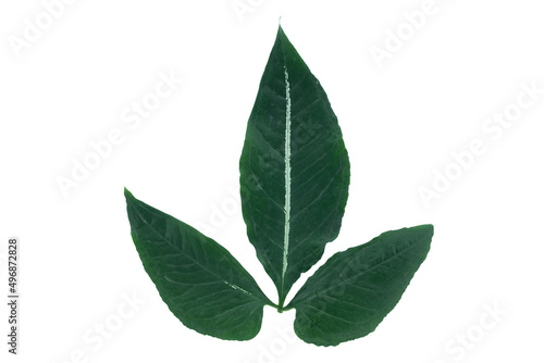 Green leaves isolated white background with clipping path.