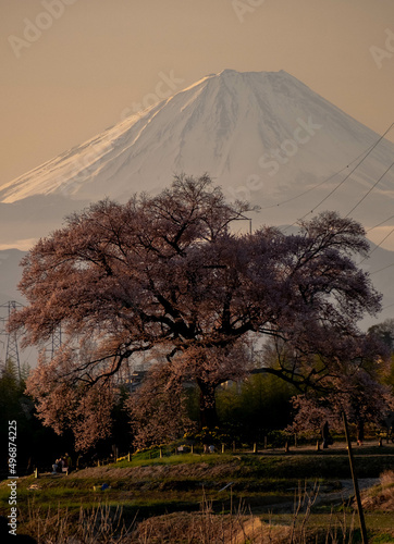一本桜と富士山