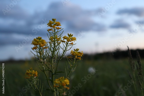 field of daisies © kadie