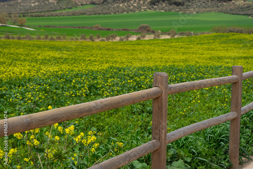 FIELD OF GREEN GRASS WITH YELLOW FLOWERS