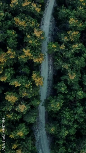 Aerial view of road passing through forest