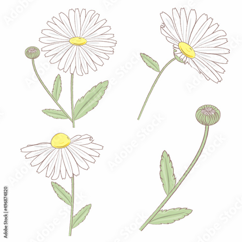 illustration of a camomile