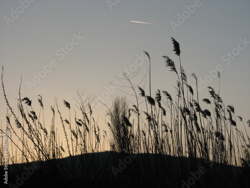 Beautiful fluffy reeds at sunset.
