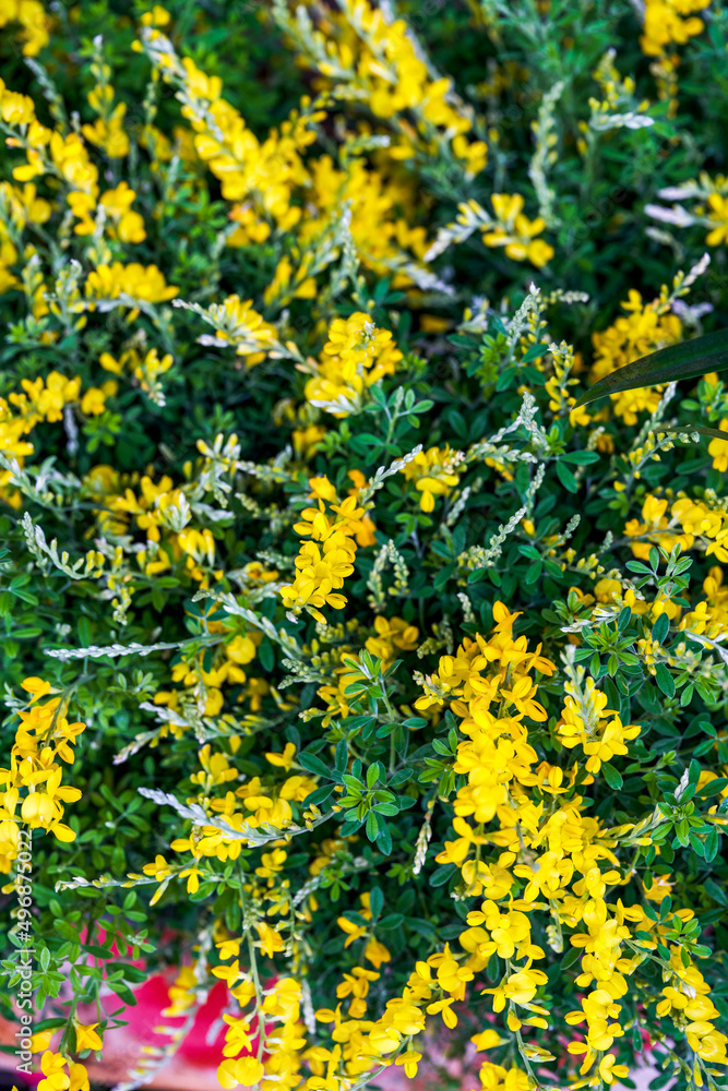 Obraz premium A beautiful blooming yellow gorse flower