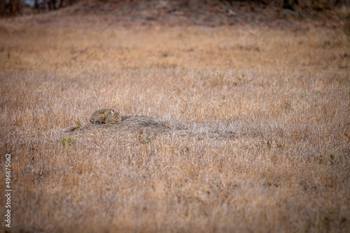 African wild cat laying in the grass.