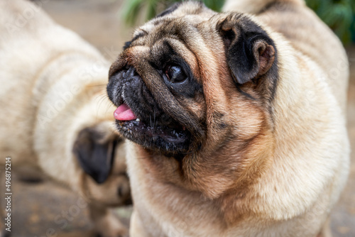 Close-up of two cute pugs outdoors © Steve
