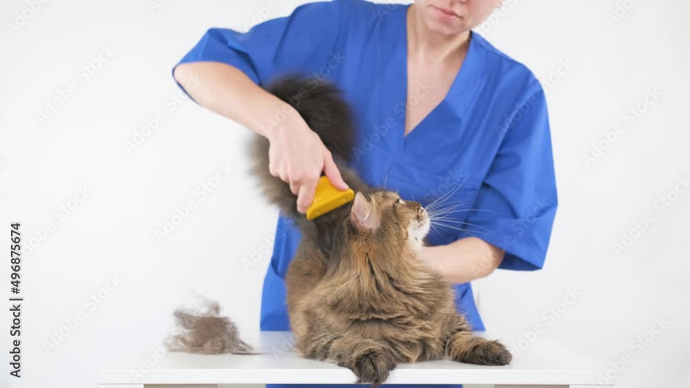 A groomer in a blue coat combs the fur of a cat on a white table using a furminator. Procedure in the salon for animals. White background