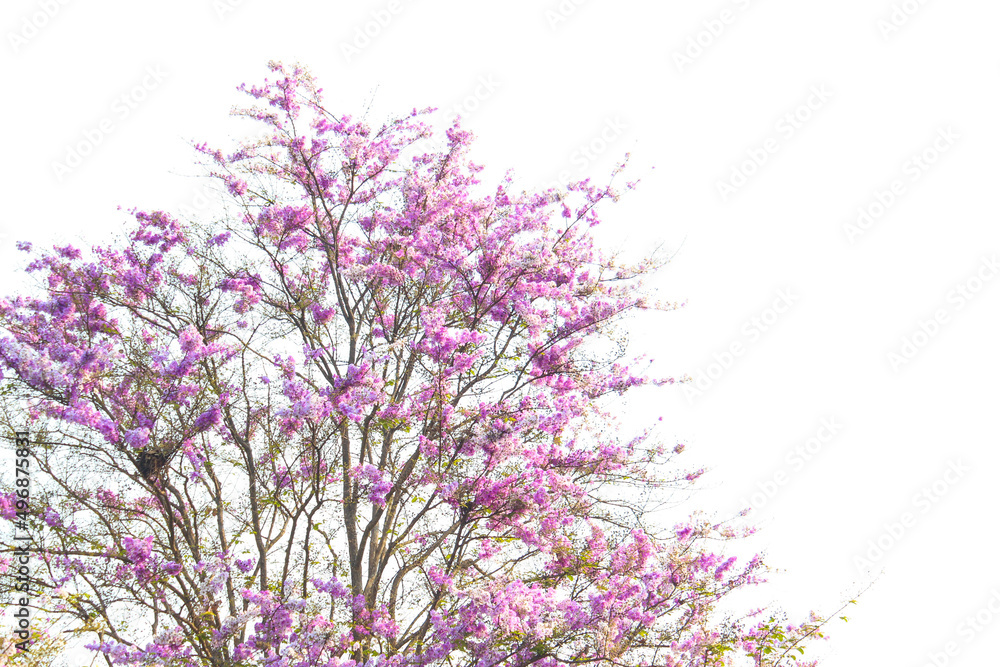 Lagerstroemia speciosa tree flowers nature background 