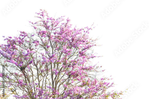 Lagerstroemia speciosa tree flowers nature background 