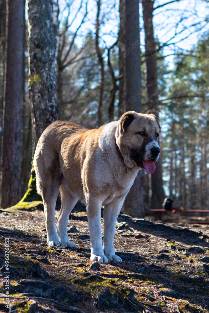 Central Asian sheepdog, Asian Shepherd puppie in the forest Central Asian sheepdog, Asian Shepherd puppie in the forest