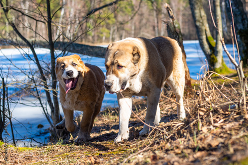 Central Asian sheepdog, Asian Shepherd puppie with mum in winter day