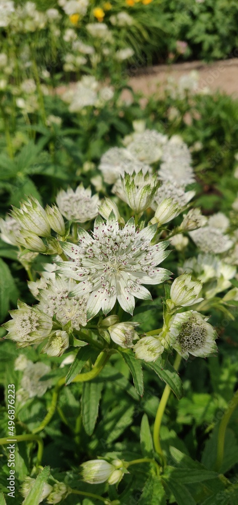 Astrantia major Astrantia major