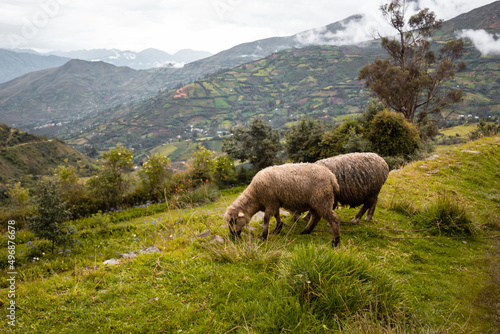 Hermosa foto de dos ovejas pastando en la hierba verde en el prado de la monta  a durante el d  a