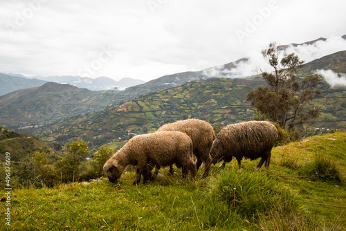 rebaño de ovejas pastando en la hierba verde en el prado de la montaña durante el día