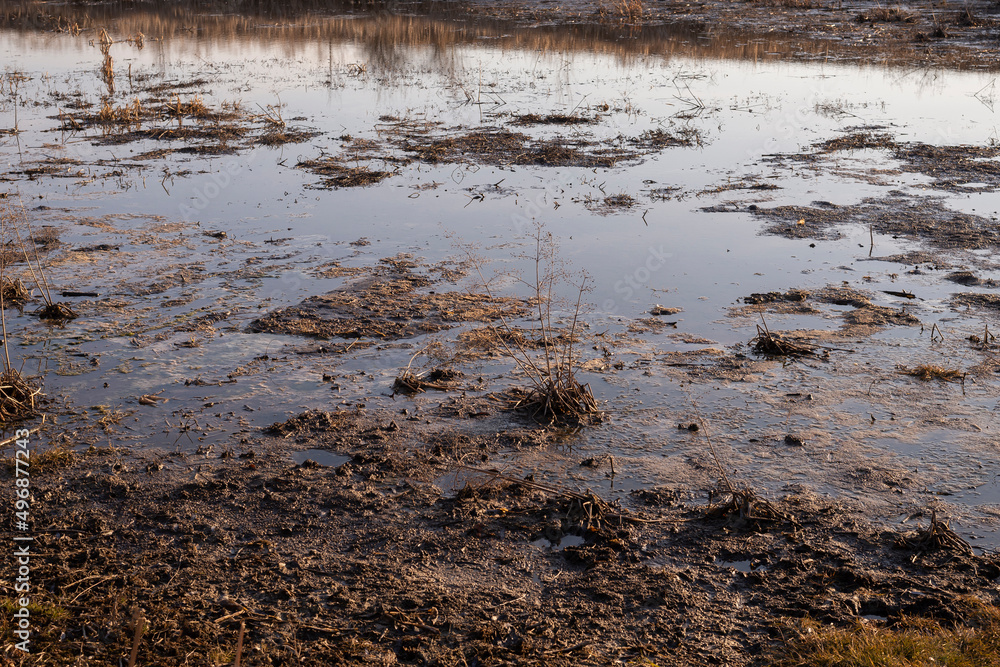 View of swamp. Polluted river.