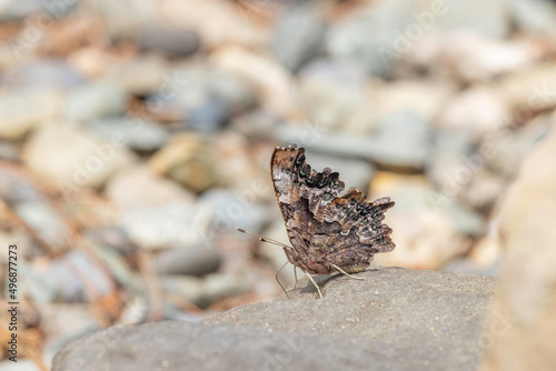 Green Comma butterfly puddling on rock
