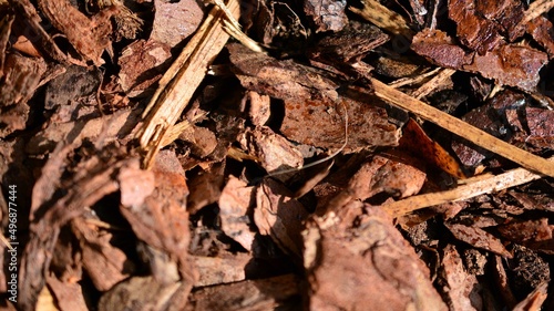 Bark pieces piled on the ground. Natural textured background, top view.