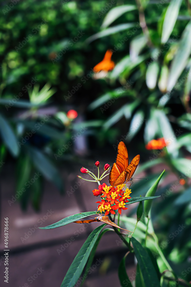 Orange butterfly on green tropical flower leaves and plants on a sunny summer day. Wild nature background. Orange butterfly on green tropical flower leaves and plants on a sunny summer day. Wild nature background.